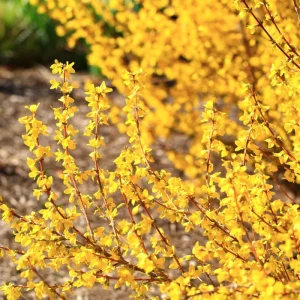 Set of 2 Lynwood Forsythia Live Plants – Bare Root, 1-2 ft Tall, Hardy Flowering Shrubs, Outdoor - Image 2