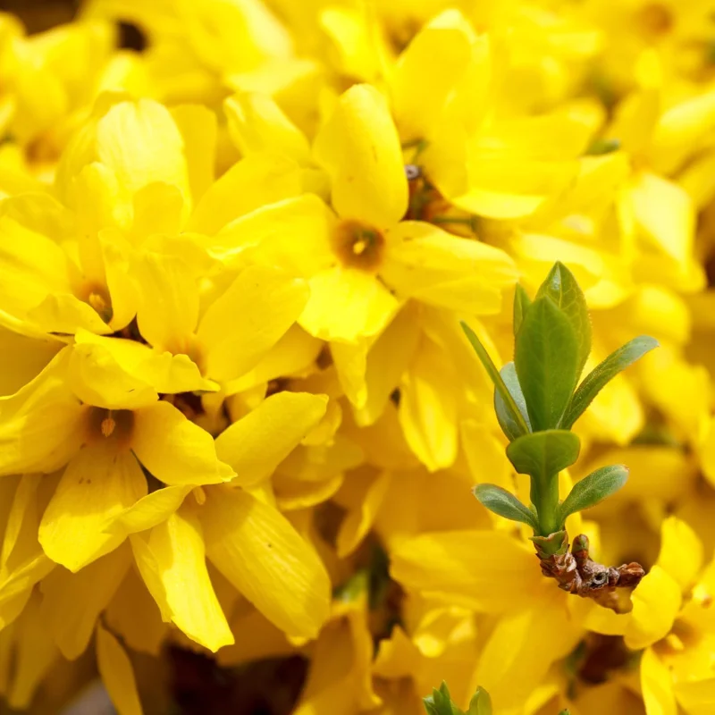 Set of 2 Lynwood Forsythia Live Plants – Bare Root, 1-2 ft Tall, Hardy Flowering Shrubs, Outdoor - Image 3