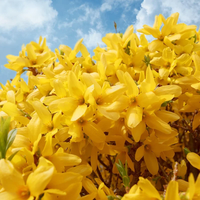 Set of 2 Lynwood Forsythia Live Plants – Bare Root, 1-2 ft Tall, Hardy Flowering Shrubs, Outdoor - Image 1