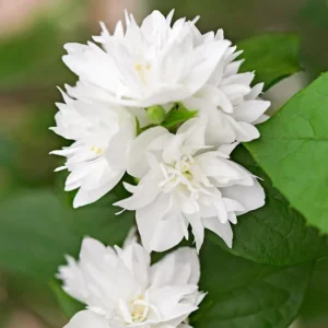 Set of 2 Mock Orange Bare Roots 1-2ft Tall - Fragrant Deciduous Shrub - Image 2