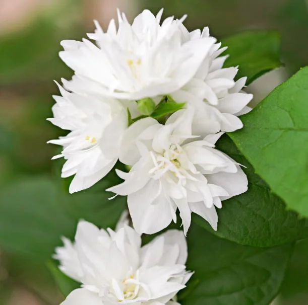 Set of 2 Mock Orange Bare Roots 1-2ft Tall - Fragrant Deciduous Shrub - Image 2