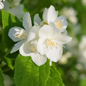 Set of 2 Mock Orange Bare Roots 1-2ft Tall - Fragrant Deciduous Shrub - Image 3