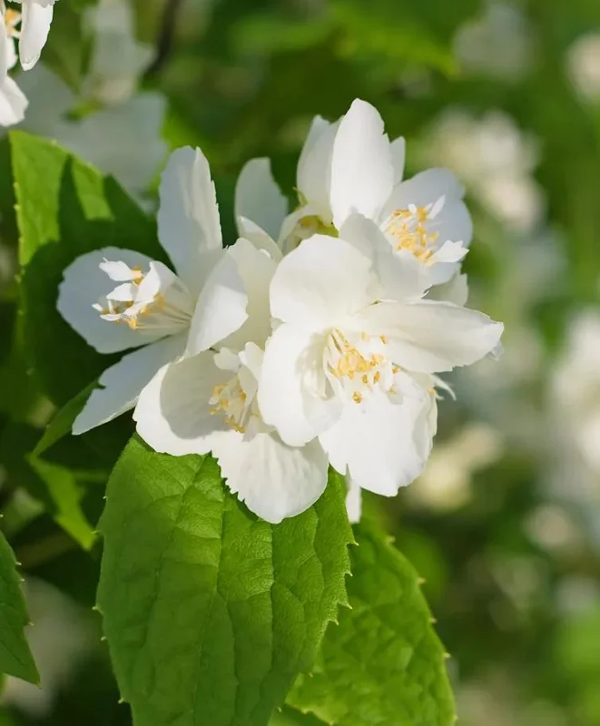 Set of 2 Mock Orange Bare Roots 1-2ft Tall - Fragrant Deciduous Shrub - Image 3