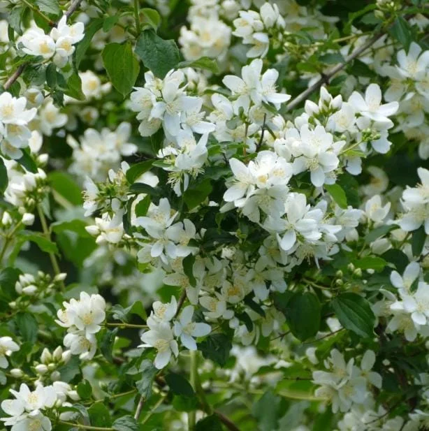 Set of 2 Mock Orange Bare Roots 1-2ft Tall - Fragrant Deciduous Shrub - Image 4