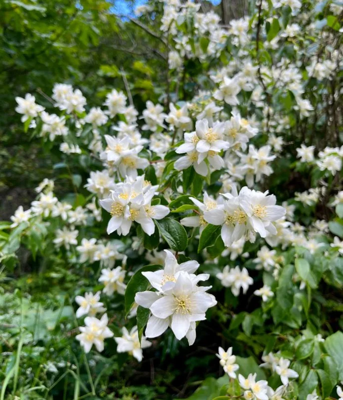 Set of 2 Mock Orange Bare Roots 1-2ft Tall - Fragrant Deciduous Shrub - Image 5