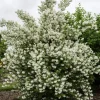 Set of 2 Mock Orange Bare Roots 1-2ft Tall - Fragrant Deciduous Shrub - Image 1