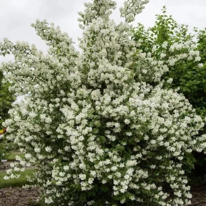 Set of 2 Mock Orange Bare Roots 1-2ft Tall - Fragrant Deciduous Shrub - Image 1
