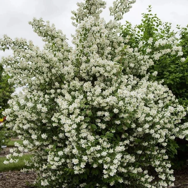 Set of 2 Mock Orange Bare Roots 1-2ft Tall - Fragrant Deciduous Shrub - Image 1