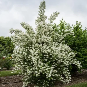 Set of 2 Mock Orange Bare Roots 1-2ft Tall - Fragrant Deciduous Shrub - Image 6