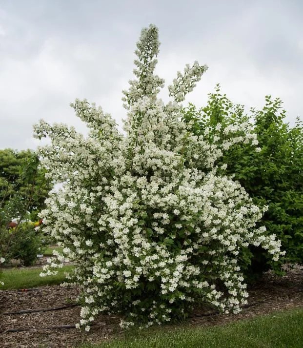Set of 2 Mock Orange Bare Roots 1-2ft Tall - Fragrant Deciduous Shrub - Image 6