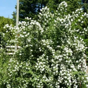 Set of 2 Mock Orange Bare Roots 1-2ft Tall - Fragrant Deciduous Shrub - Image 7