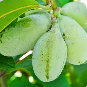 Set of 2 Pawpaw Tree Live Plant Bare Roots, Hardy, 6-12 Inches Tall, Zones 5-9 - Image 2