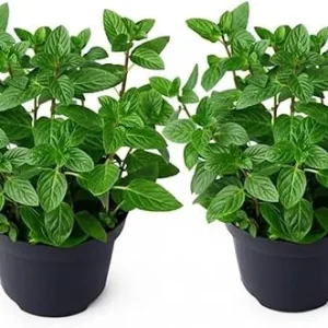 Set of 2 Peppermint Live Plants 4-6 Inches – Perennial Mint Herb for Indoor/Outdoor - Image 7