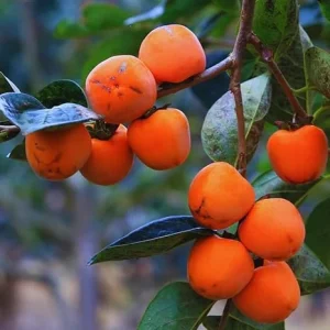 Set of 2 Persimmon Tree Bare Root Plants, 12-20 Inches Tall, Cold Hardy Fruit - Image 1
