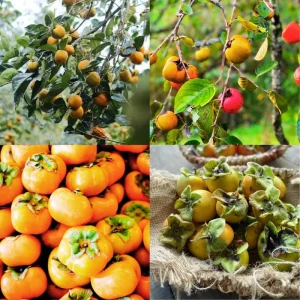 Set of 2 Persimmon Tree Bare Roots, 12-20 Inches, Cold Hardy Fruit Plant - Image 3