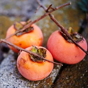Set of 2 Persimmon Tree Seedlings, Bare Root, 6-12 Inches Tall, Outdoor - Image 2