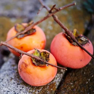 Set of 2 Persimmon Tree Seedlings, Bare Root, 6-12 Inches Tall, Outdoor - Image 1