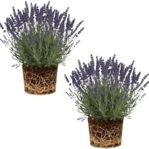 Set of 2 Phenomenal Lavender Plants Live, Fragrant Perennial Herb, 3-5'' Tall - Image 2