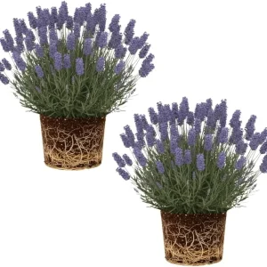 Set of 2 Phenomenal Lavender Plants Live, Fragrant Perennial Herb, 3-5'' Tall - Image 3