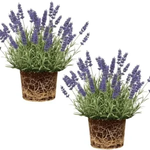 Set of 2 Phenomenal Lavender Plants Live, Fragrant Perennial Herb, 3-5'' Tall - Image 1