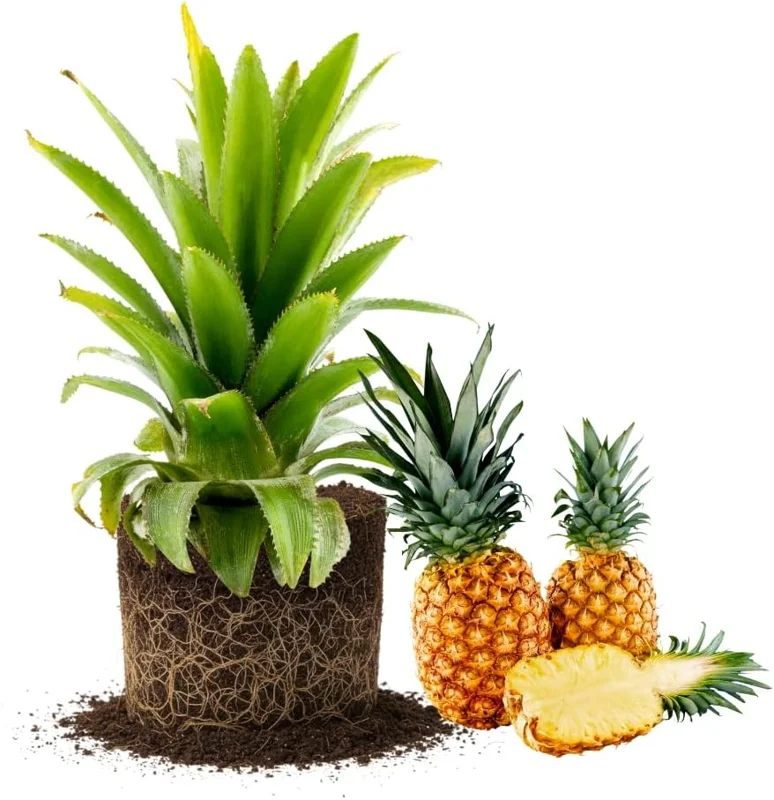 Set of 2 Pineapple Plants Live, 4-8 Inch Tall Tropical Fruit Shrubs for Outdoor - Image 1