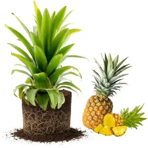 Set of 2 Pineapple Plants Live, 4-8 Inch Tall Tropical Fruit Shrubs for Outdoor - Image 2