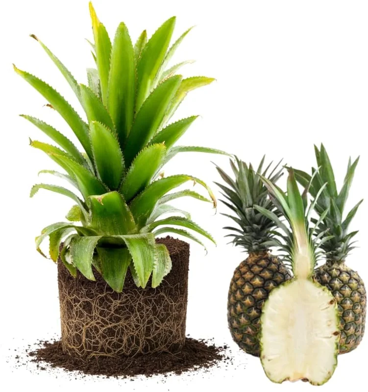 Set of 2 Pineapple Plants Live, 4-8 Inch Tall Tropical Fruit Shrubs for Outdoor - Image 3