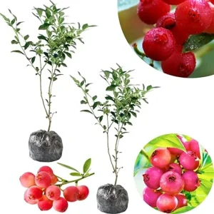 Set of 2 Pink Lemonade Blueberry Bush Live Plants, 5-9 Inch Tall, Fruit Trees - Image 5