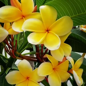 Set of 2 Pink Plumeria Live Plant Cuttings - 12 Inch Frangipani for Outdoor Growing - Image 2