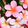 Set of 2 Pink Plumeria Live Plant Cuttings - 12 Inch Frangipani for Outdoor Growing - Image 1