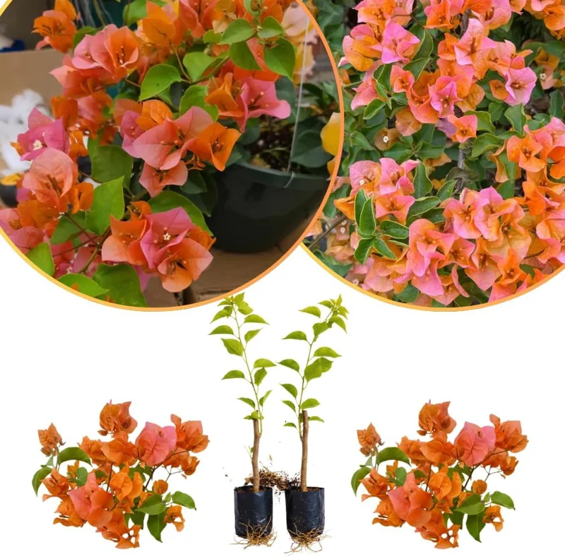 Set of 2 Purple Bougainvillea Live Plants, Tropical Flowering Perennial, 5-8 Inches Tall, Indoor/Outdoor - Image 4