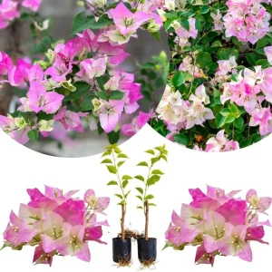 Set of 2 Purple Bougainvillea Live Plants, Tropical Flowering Perennial, 5-8 Inches Tall, Indoor/Outdoor - Image 8