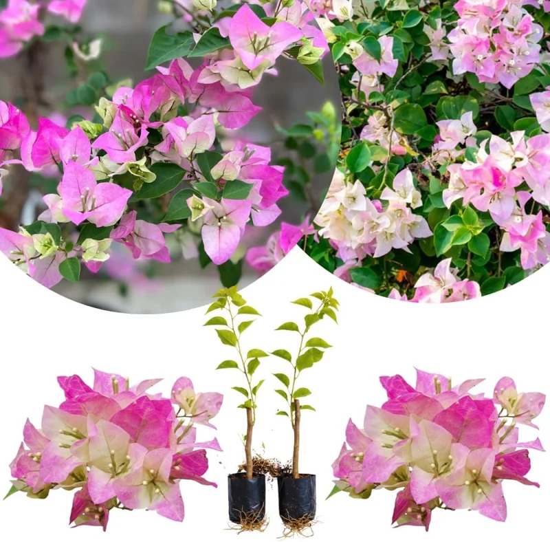 Set of 2 Purple Bougainvillea Live Plants, Tropical Flowering Perennial, 5-8 Inches Tall, Indoor/Outdoor - Image 8