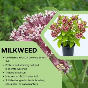 Set of 2 Purple Milkweed Live Plants, Asclepias Tuberosa, 5-8 Inch Tall, Perennial for Outdoor Planting - Image 4
