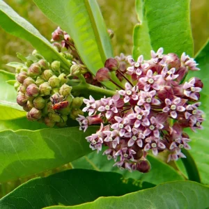Set of 2 Purple Milkweed Live Plants, Asclepias Tuberosa, 5-8 Inch Tall, Perennial for Outdoor Planting - Image 5