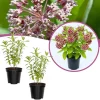 Set of 2 Purple Milkweed Live Plants, Asclepias Tuberosa, 5-8 Inch Tall, Perennial for Outdoor Planting - Image 1