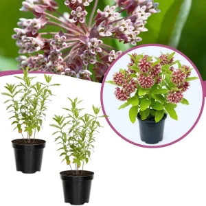 Set of 2 Purple Milkweed Live Plants, Asclepias Tuberosa, 5-8 Inch Tall, Perennial for Outdoor Planting - Image 1
