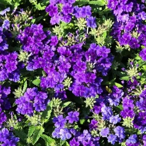 Set of 2 Purple Perennial Verbena Live Plants, 4-6 Inch Tall, Outdoor Groundcover Flowers - Image 2
