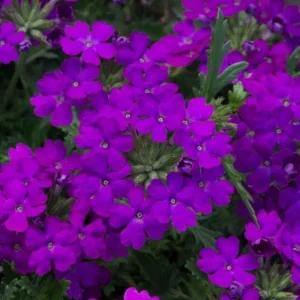 Set of 2 Purple Perennial Verbena Live Plants, 4-6 Inch Tall, Outdoor Groundcover Flowers - Image 3