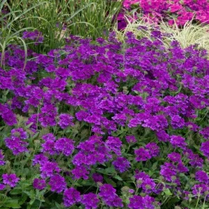 Set of 2 Purple Perennial Verbena Live Plants, 4-6 Inch Tall, Outdoor Groundcover Flowers - Image 5