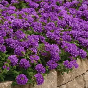 Set of 2 Purple Perennial Verbena Live Plants, 4-6 Inch Tall, Outdoor Groundcover Flowers - Image 1