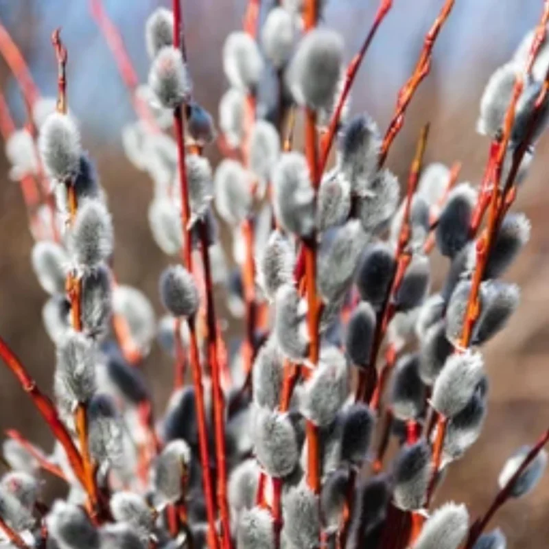 Set of 2 Pussy Willow Bare Root Trees, 1-2 ft Tall, Fast-Growing Outdoor Plant - Image 3