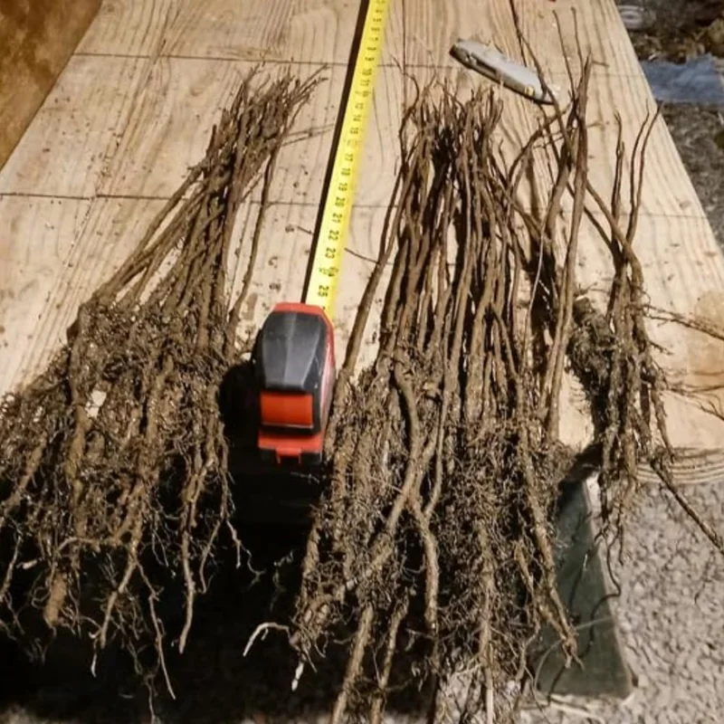 Set of 2 Pussy Willow Bare Root Trees, 1-2 ft Tall, Fast-Growing Outdoor Plant - Image 4