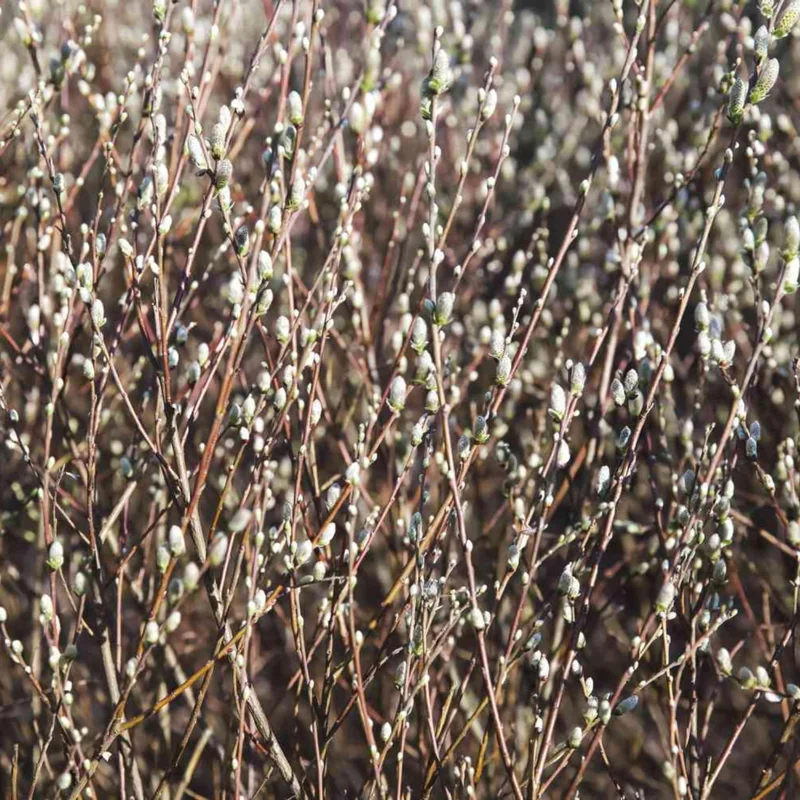 Set of 2 Pussy Willow Bare Root Trees, 1-2 ft Tall, Fast-Growing Outdoor Plant - Image 5