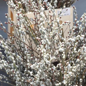 Set of 2 Pussy Willow Bare Root Trees, 1-2 ft Tall, Fast-Growing Outdoor Plant - Image 6