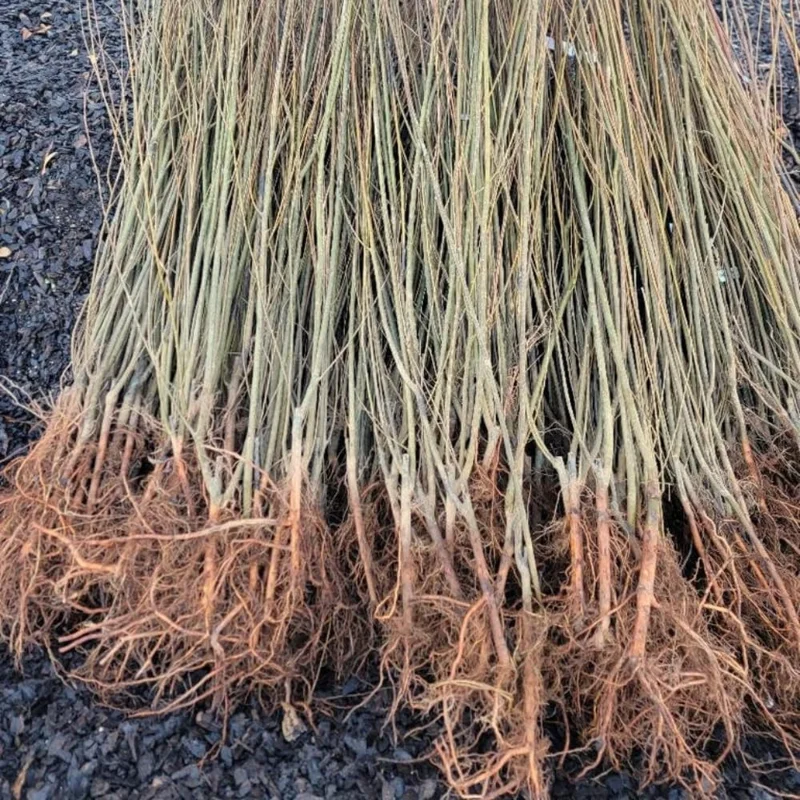 Set of 2 Pussy Willow Bare Root Trees, 1-2 ft Tall, Fast-Growing Outdoor Plant - Image 7