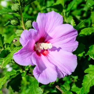 Set of 2 Red Althea Rose of Sharon Seedlings, Bareroots 1-2 Ft Tall Hardy Shrubs - Image 2