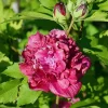 Set of 2 Red Althea Rose of Sharon Seedlings, Bareroots 1-2 Ft Tall Hardy Shrubs - Image 1