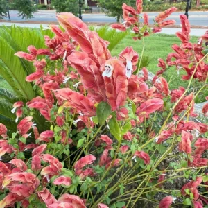 Set of 2 Red Shrimp Plant Live, 4-7 Inches Tall, Vibrant Garden Flower Starter - Image 5