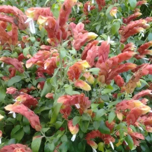 Set of 2 Red Shrimp Plant Live, 4-7 Inches Tall, Vibrant Garden Flower Starter - Image 7